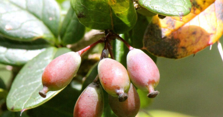 Discover Berberine: A Promising Ally in Blood Sugar Management